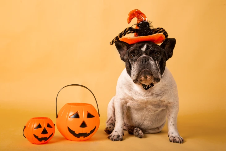 French bulldog with a cute halloween hat and glasses on with a trick or treat pumpkin bucket next to him